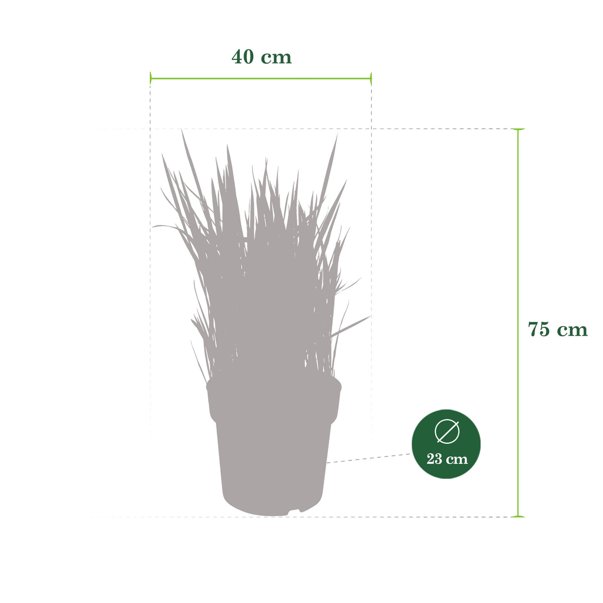 Japanese blood grass Imperata 'Red Baron' green-red - Hardy plant