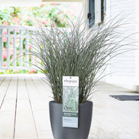 Silvergrass Miscanthus 'Morning Light' white - Hardy plant