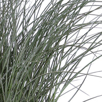 Silvergrass Miscanthus 'Morning Light' white - Hardy plant