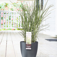 Silvergrass  Miscanthus 'Red Chief' Green-Red - Hardy plant