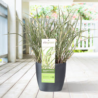 Silvergrass Miscanthus 'Variegatus' - Hardy plant