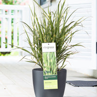 Silvergrass Miscanthus 'Strictus' - Hardy plant