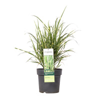 Silvergrass Miscanthus 'Strictus' - Hardy plant