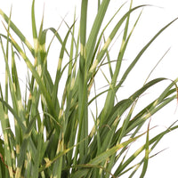 Silvergrass Miscanthus 'Strictus' - Hardy plant
