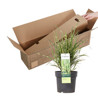 Silvergrass Miscanthus 'Strictus' - Hardy plant