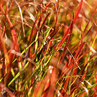 Panicum (Panicgrass) 'Cheyenne Sky' Green-Red - Hardy plant