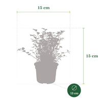 2x Flat-leaf parsley Petroselium 'Gigant d'Italia' - Organic