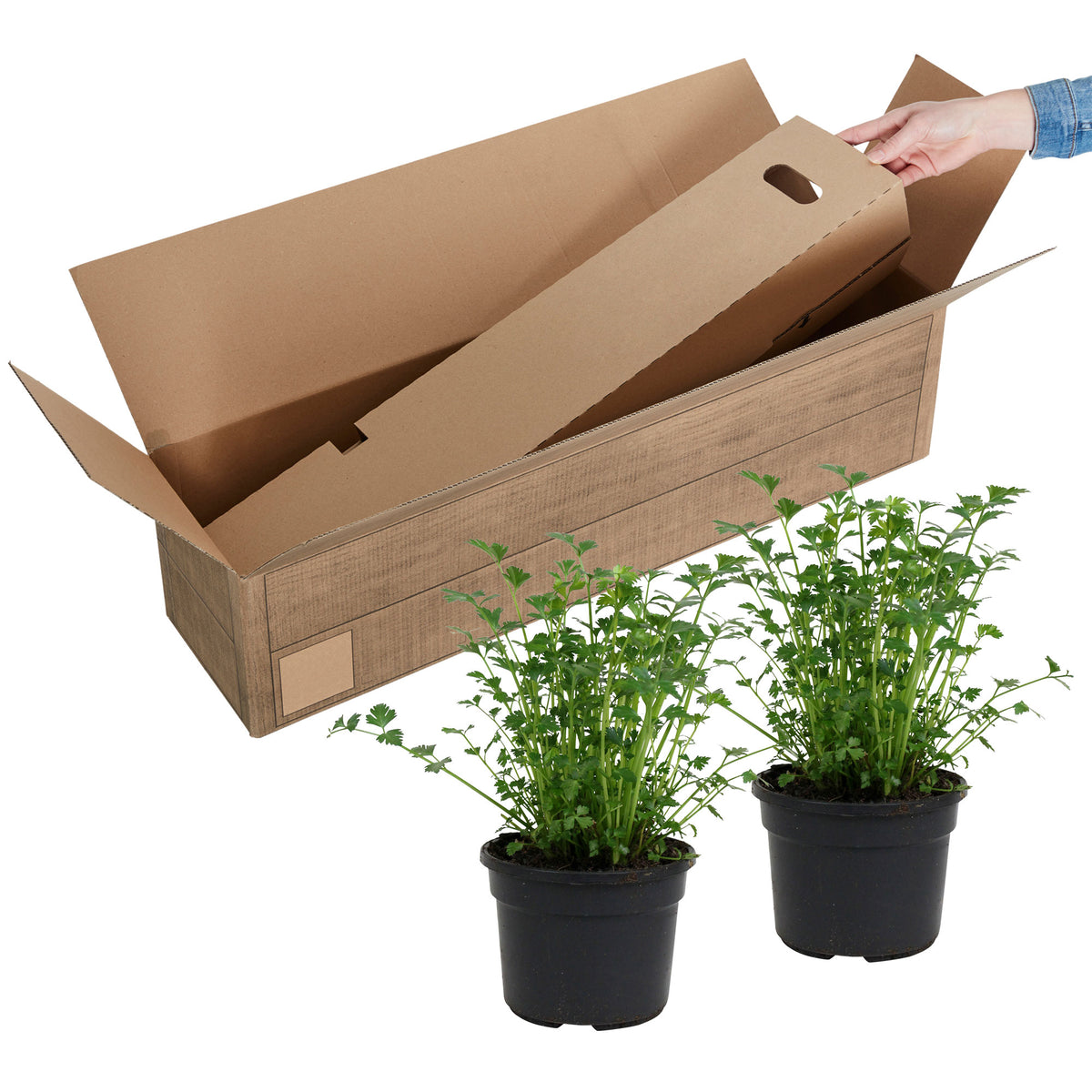 2x Flat-leaf parsley Petroselium 'Gigant d'Italia' - Organic