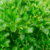 Curly parsley Petroselinum crispum — Organic