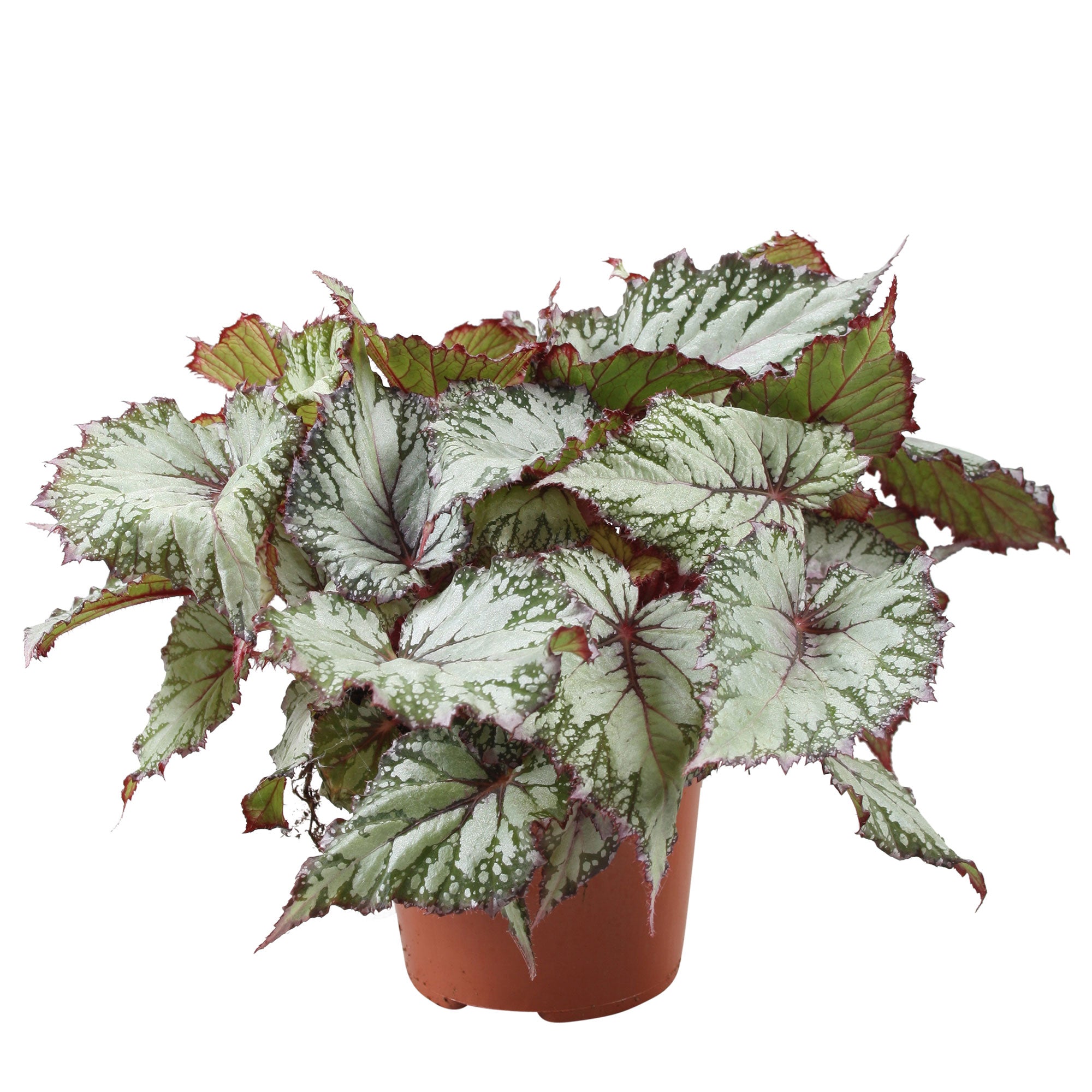 ベゴニア写真集　Asian Begonia 300 Species … 300 Species Portraits Asian Begonia - BEGONIASYMAS.COM