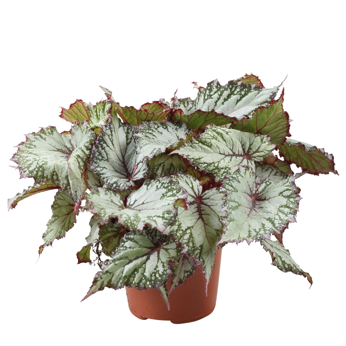 Painted-leaf Begonia 'Asian Tundra'