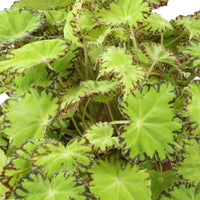 Painted-leaf Begonia 'Lima Love'