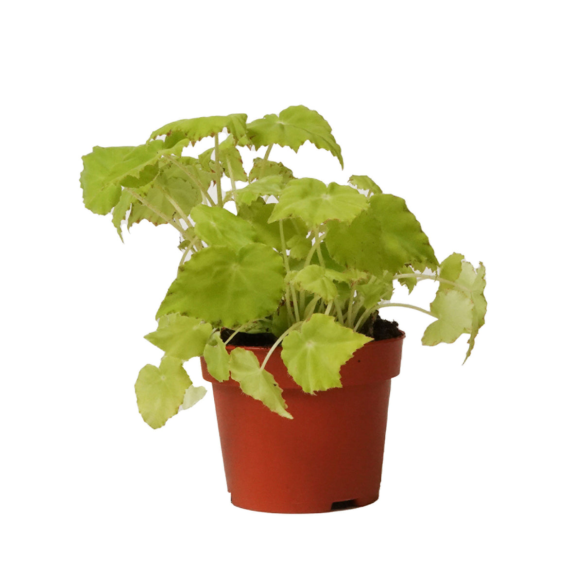 Painted-leaf Begonia 'Lima Love'