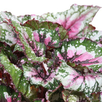 Painted-leaf Begonia 'Alaska Creek'