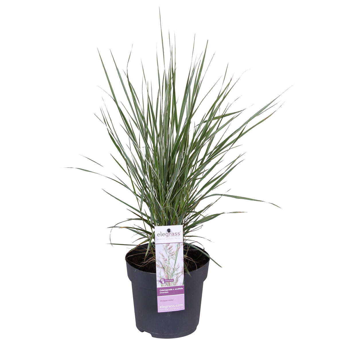 Feather reed grass Calamagrostis 'Overdam' green-cream - Hardy plant