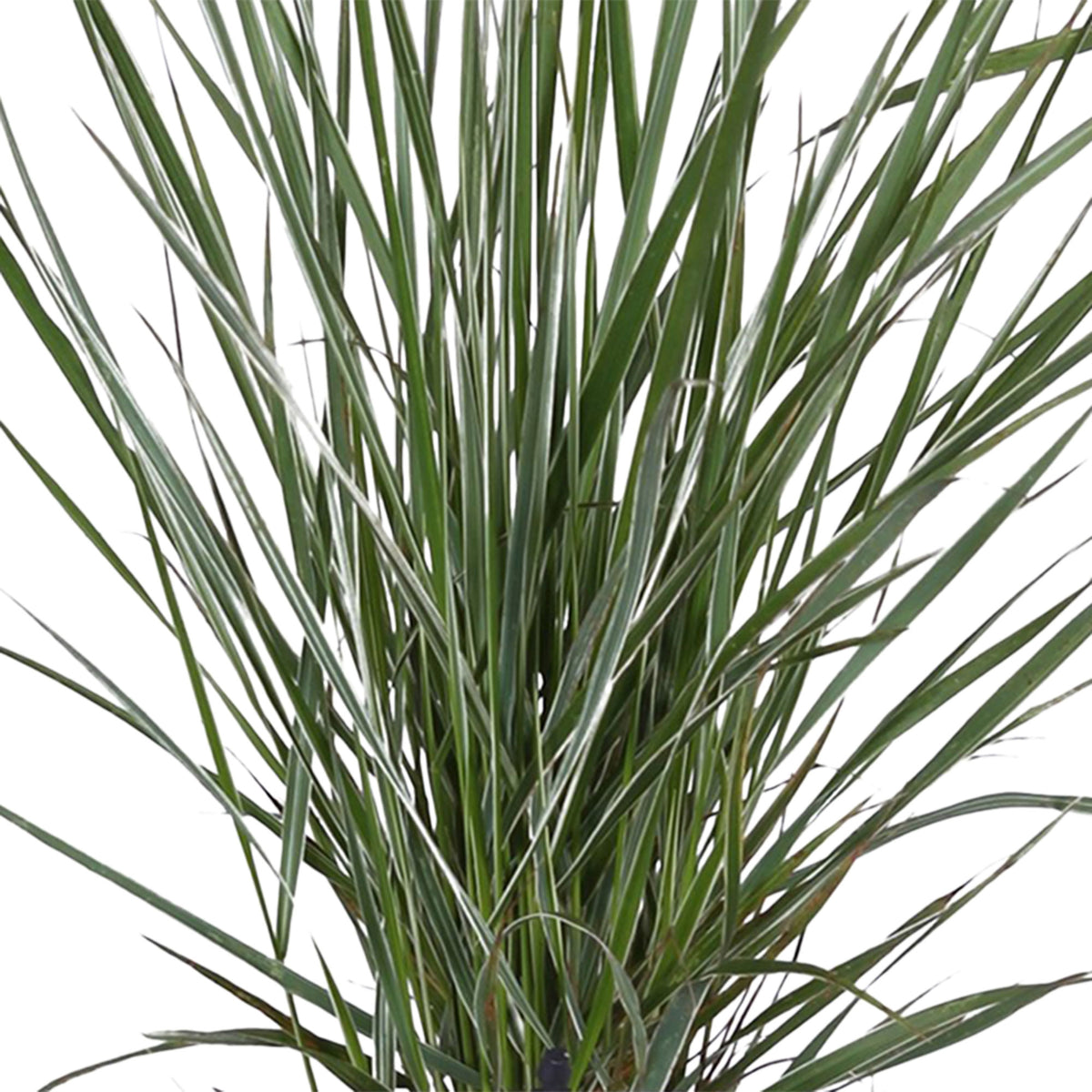 Feather reed grass Calamagrostis 'Overdam' green-cream - Hardy plant