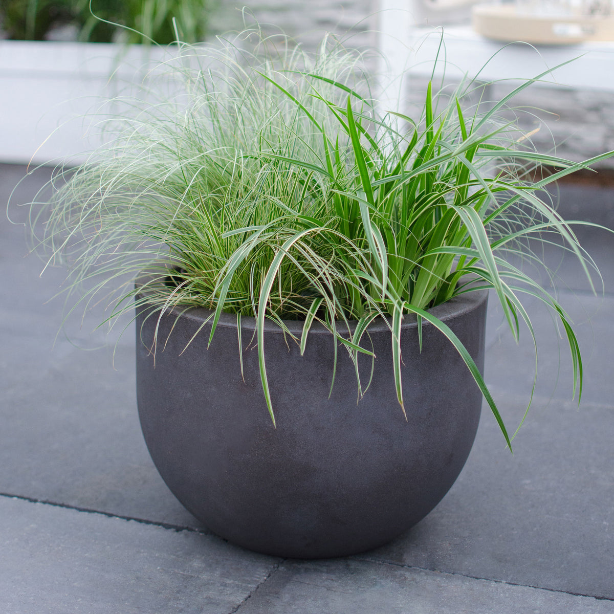 Sedge Carex 'Variegata' - Hardy plant