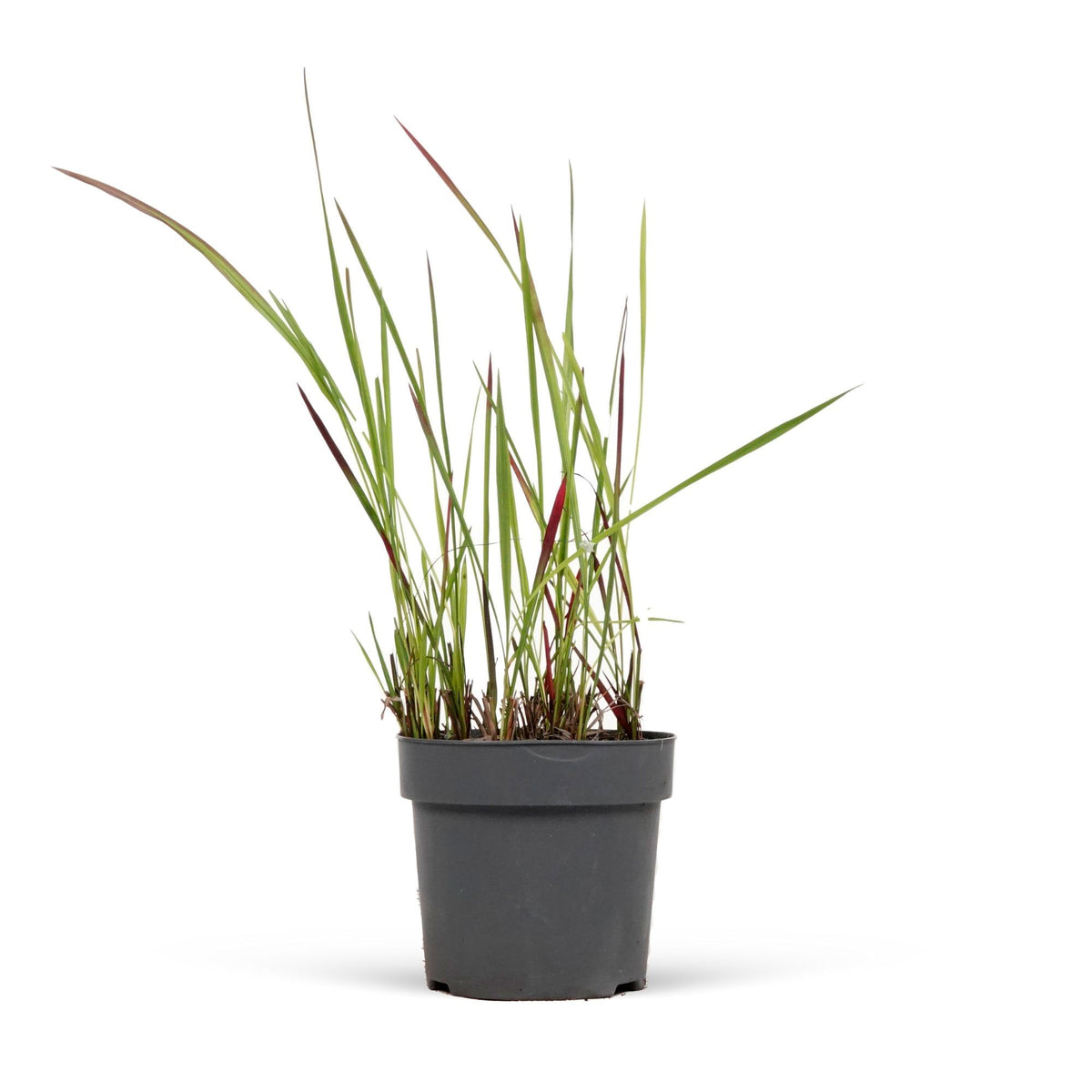 Japanese blood grass Imperata 'Red Baron' green-red - Hardy plant