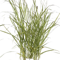 Panicum Virgatum (Switchgrass) 'Hänse Herms' Red-Green - Hardy plant