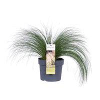 Feather grass Stipa 'Ponytails' brown - Hardy plant