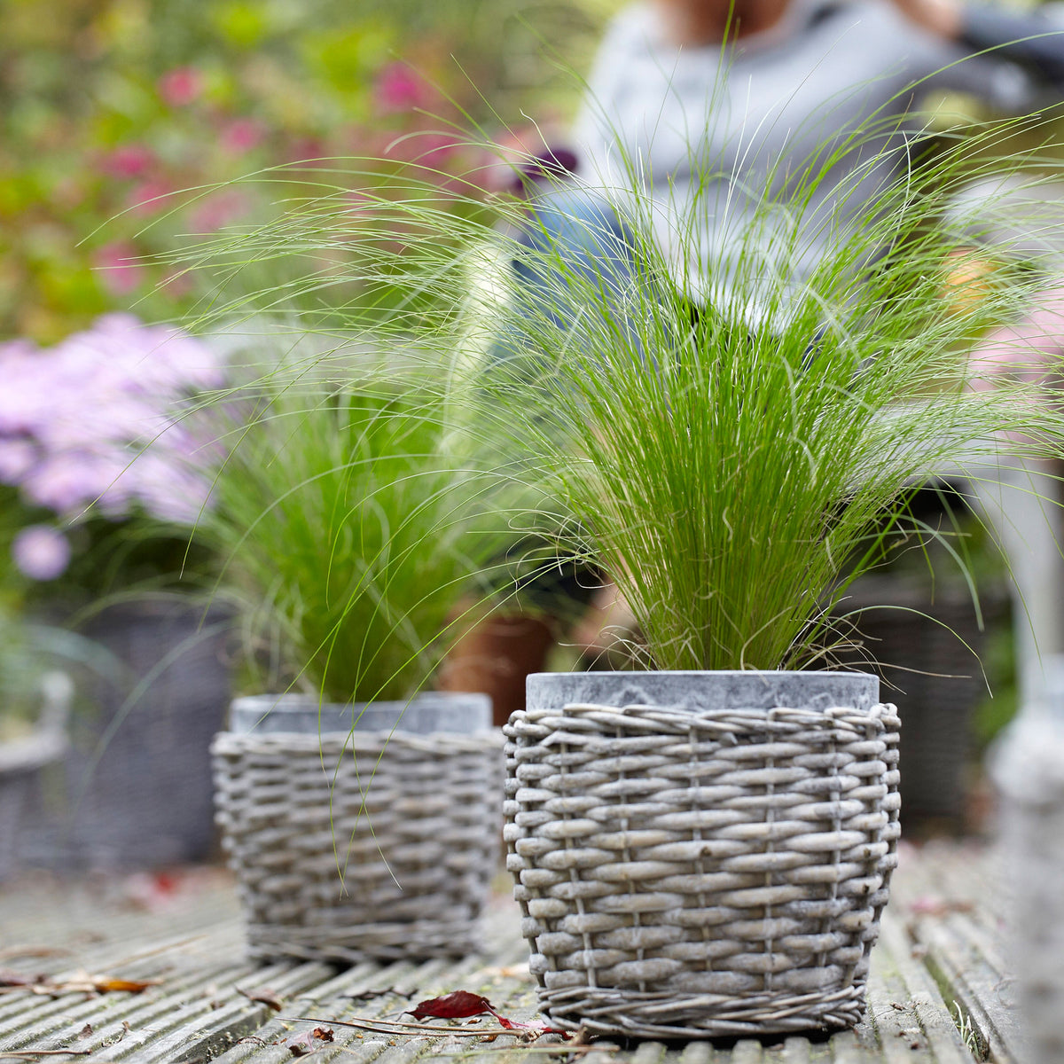 Feather grass Stipa 'Ponytails' brown - Hardy plant
