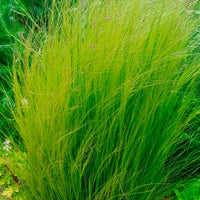 Feather grass Stipa 'Ponytails' brown - Hardy plant