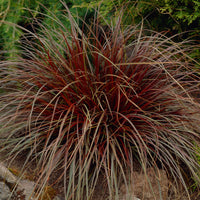 Red hook sedge Uncinia 'Rubra' red - Hardy plant