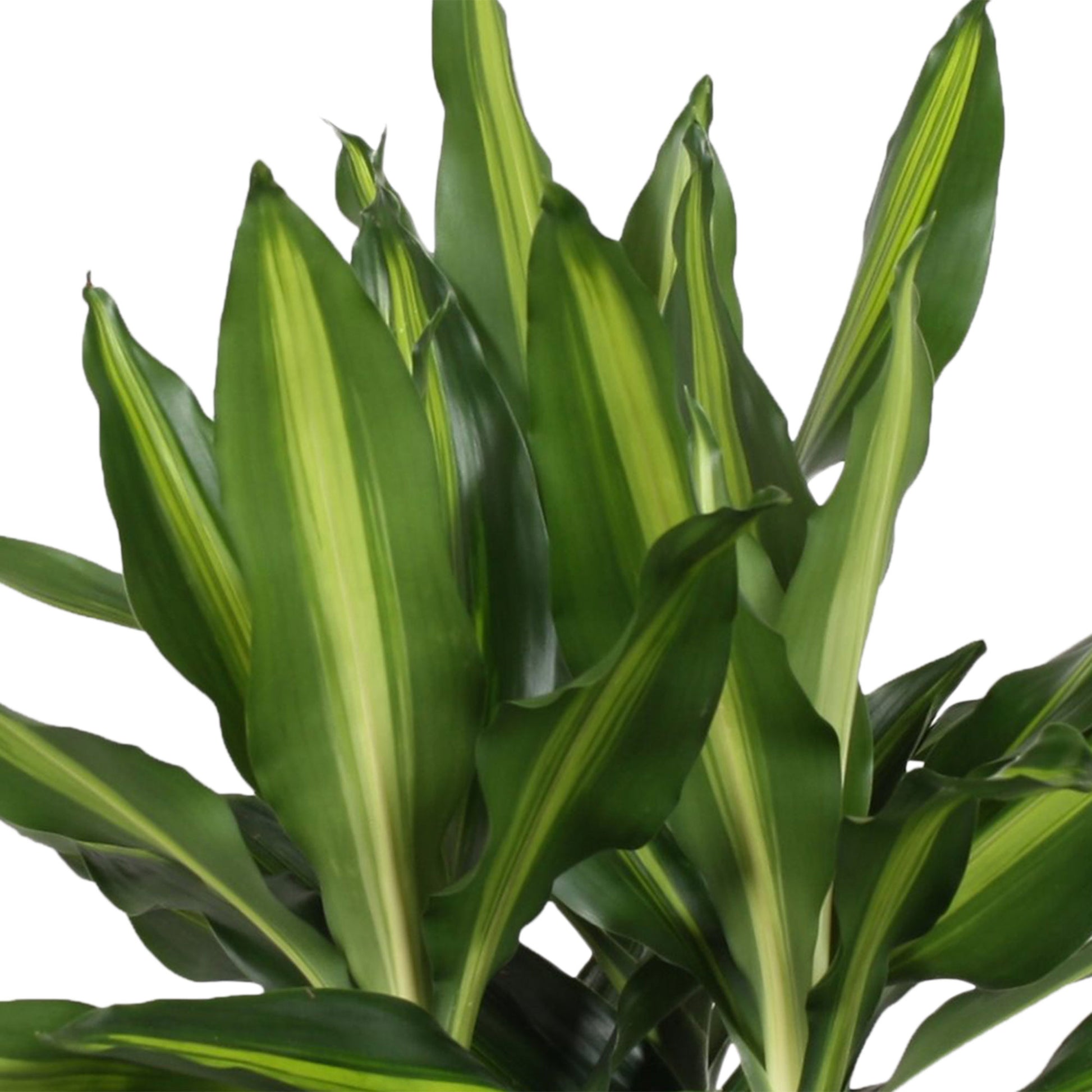 dracaena chinto Buy house plants now Dragon Tree Dracaena 'Cintho'