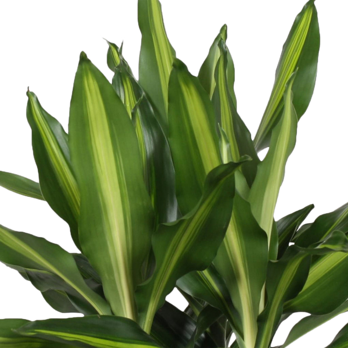 Dragon Tree Dracaena 'Cintho'