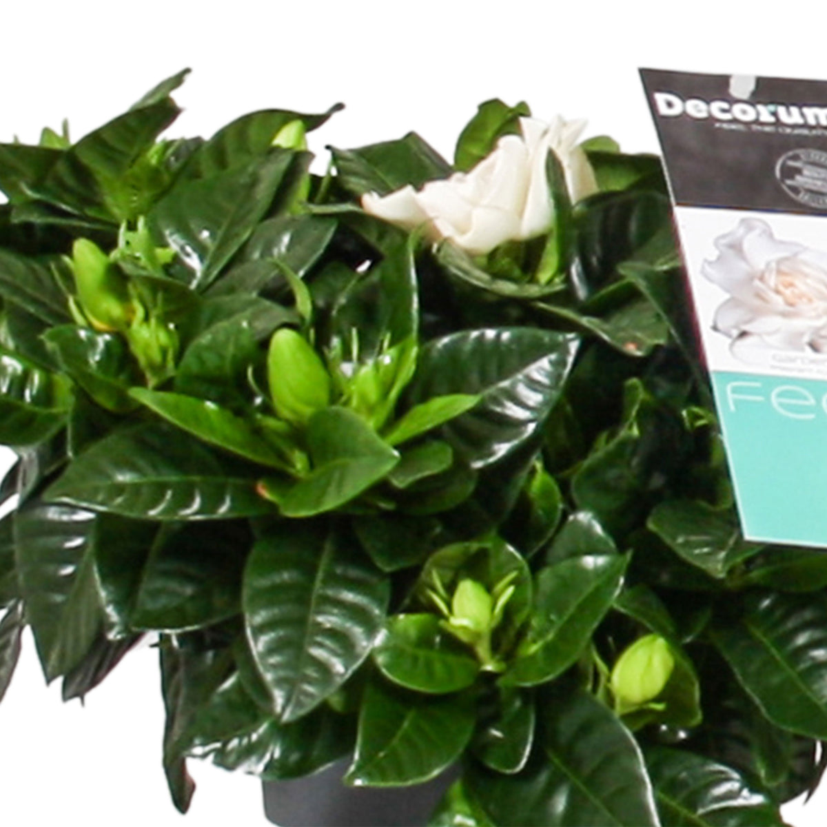 Cape Jasmine Gardenia jasminoides White