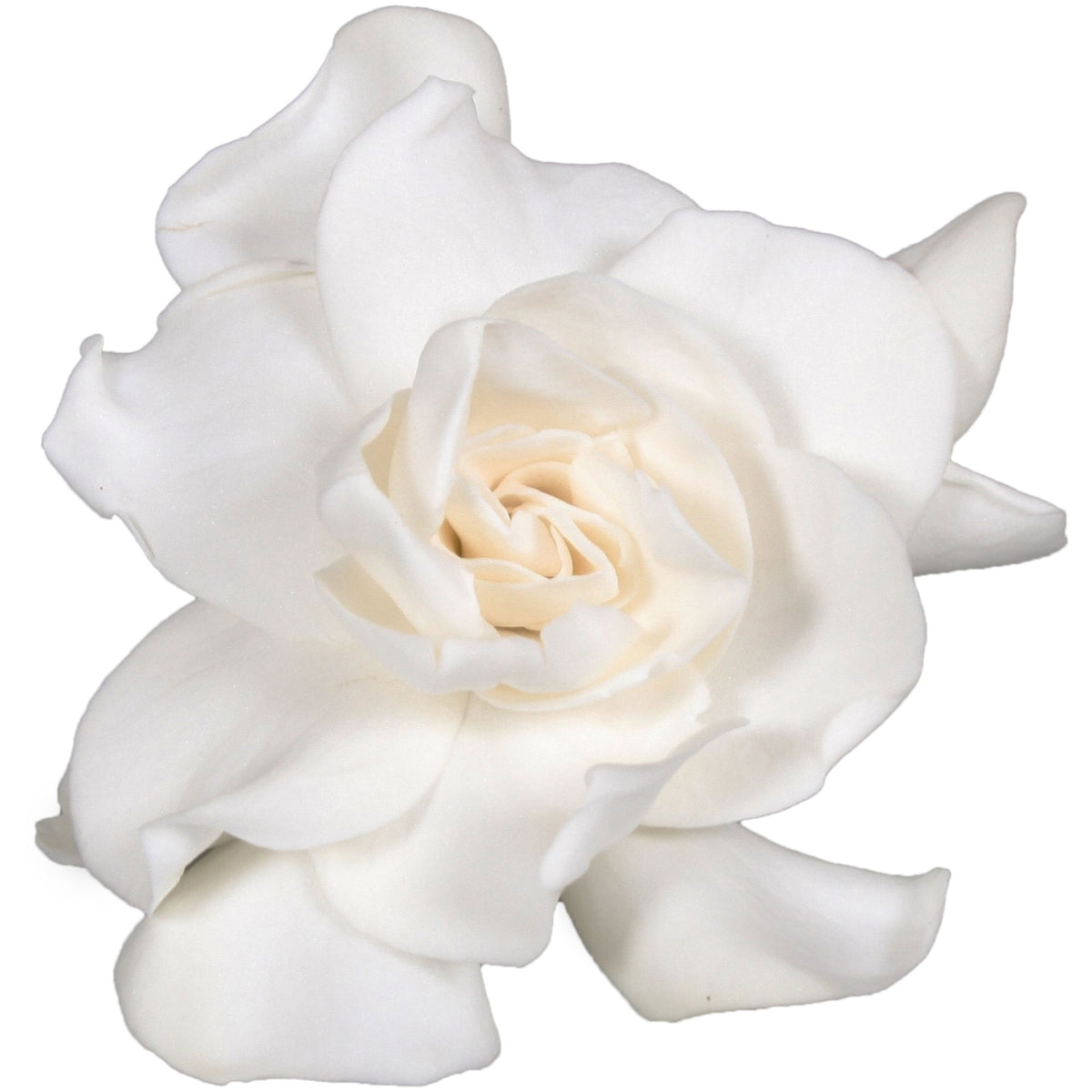 Cape Jasmine Gardenia jasminoides White