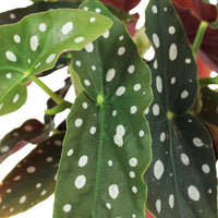 1x Spotted begonia Begonia + 1x Chinese money plant Pilea with 2x decorative pots