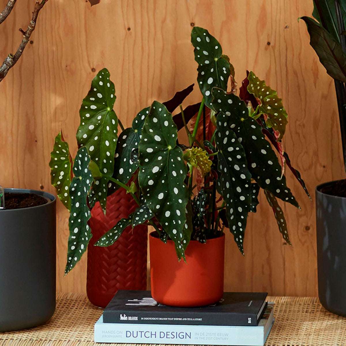 Polka Dot Begonia maculata