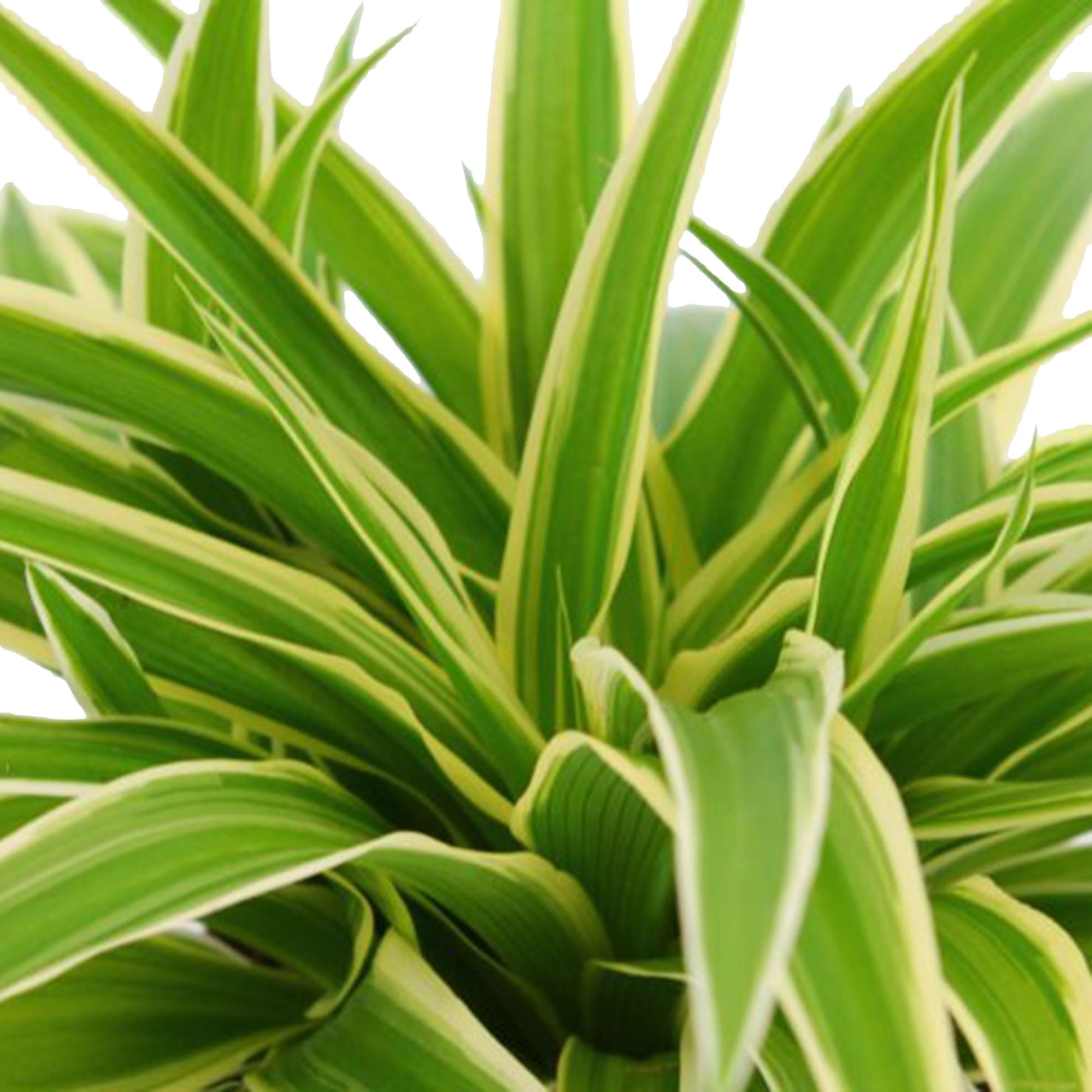chlorophytum ocean Buy house plants now Spider plant Chlorophytum 'Ocean'