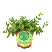 Pickle plant Delosperma echinatum