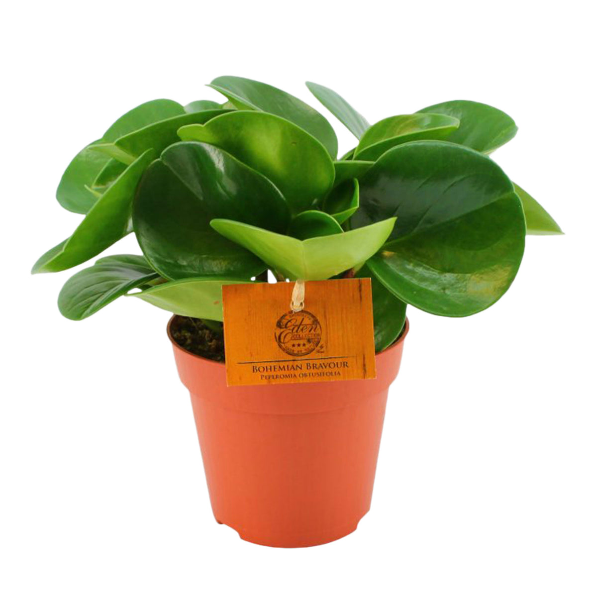Baby rubber plant Peperomia obtusifolia