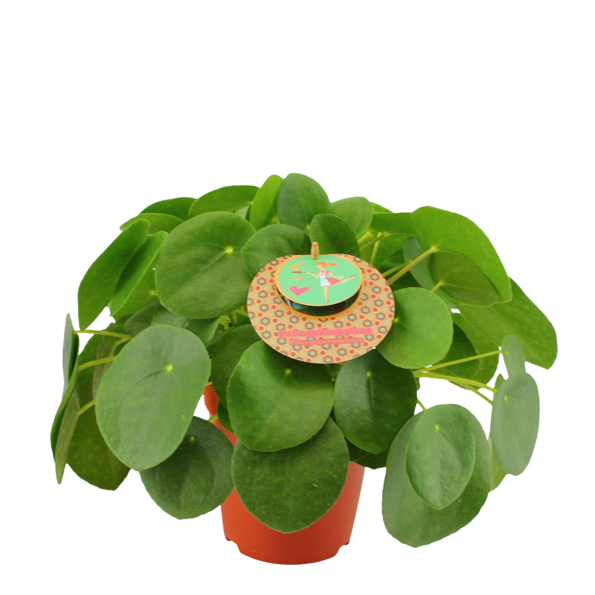 Chinese money plant Pilea peperomioides