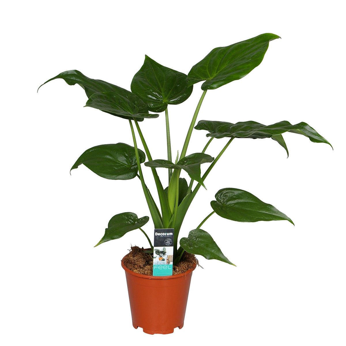 Elephant's ear Alocasia cucullata