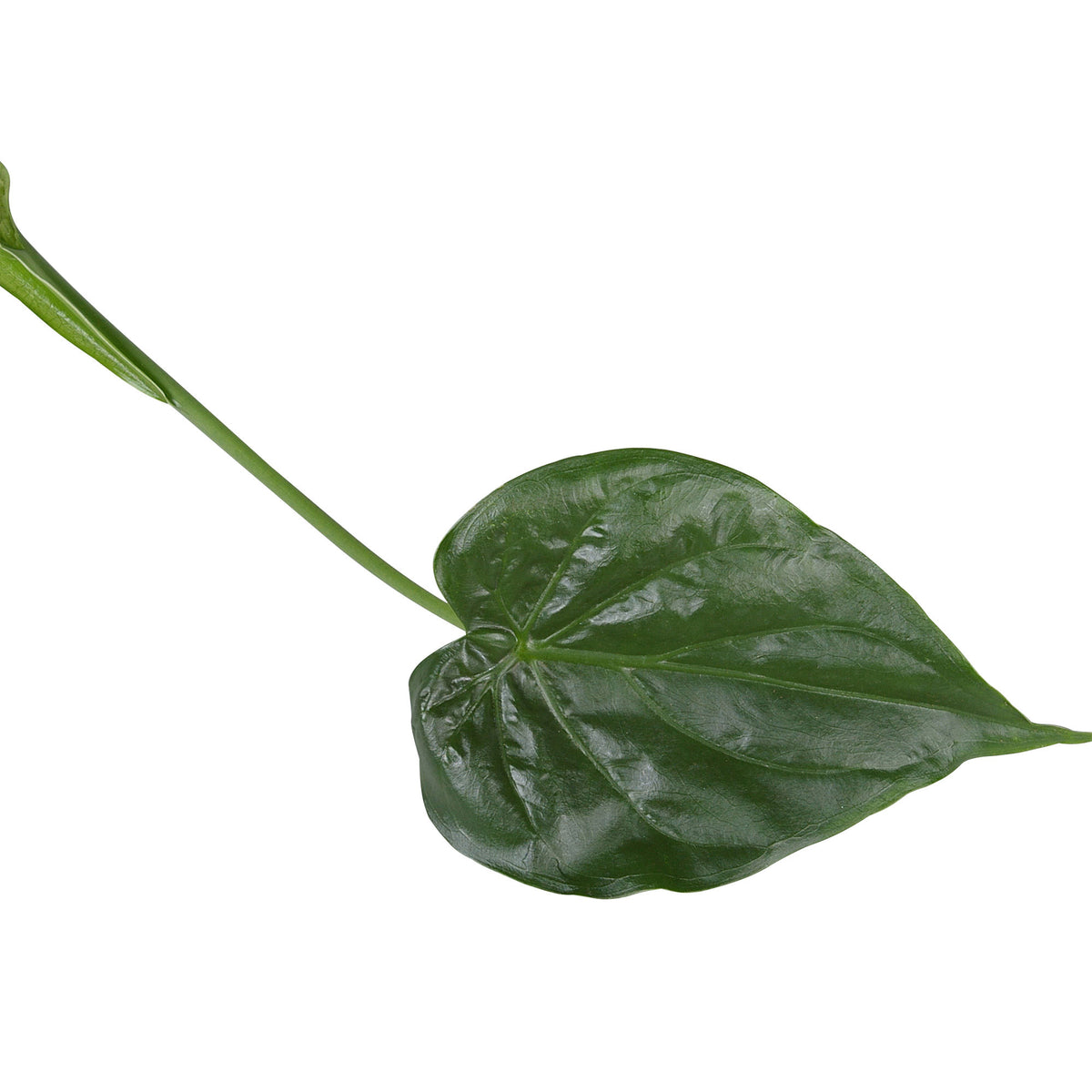 Elephant's ear Alocasia cucullata