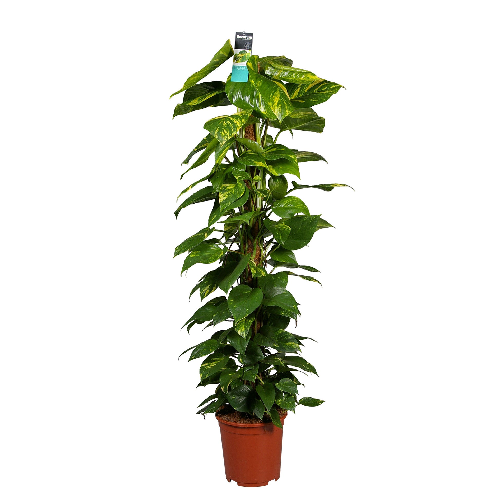 scindapsus on moss pole Scindapsus Epipremnum 'Aureum' incl. moss pole