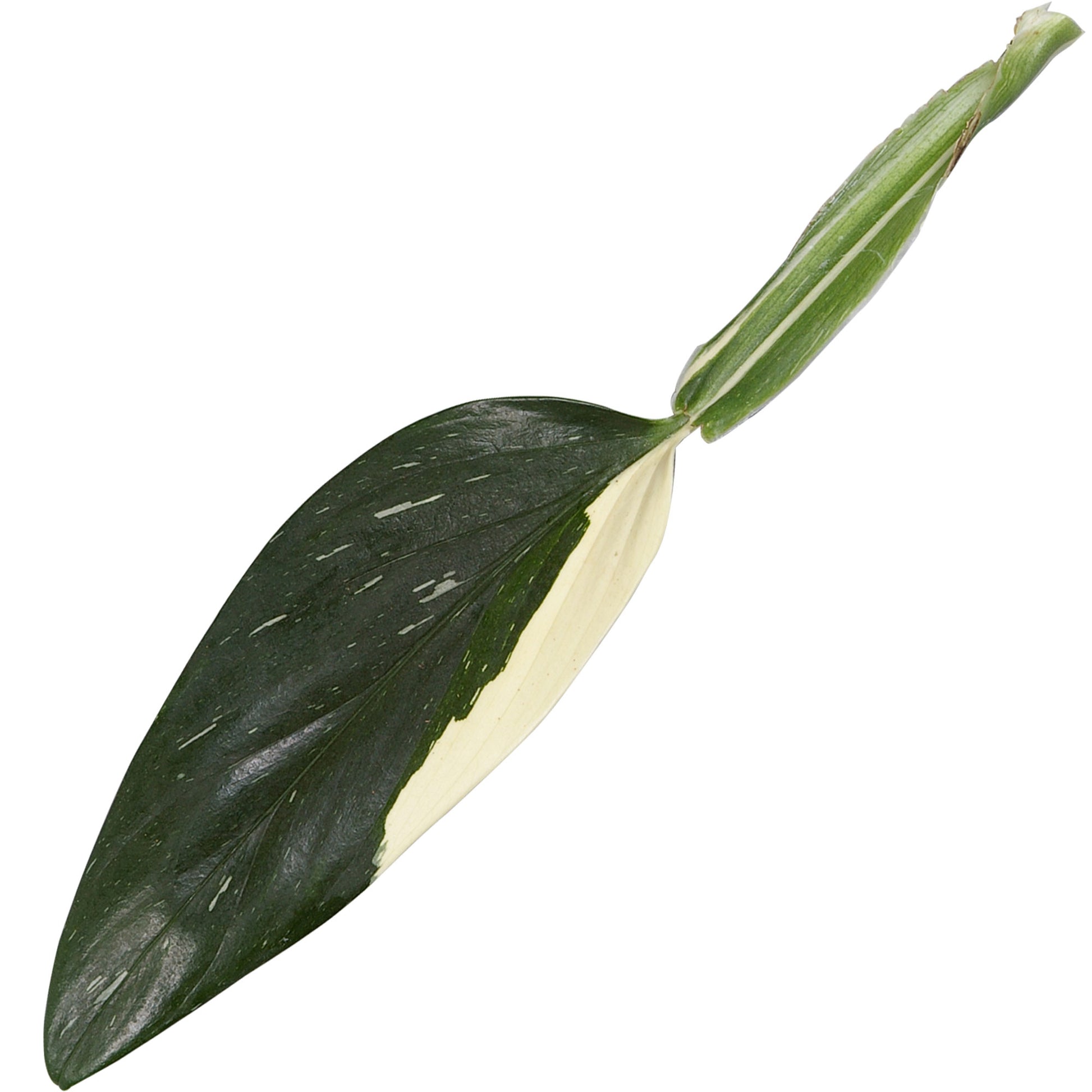 philodendron cobra Buy house plants now Philodendron 'Cobra'