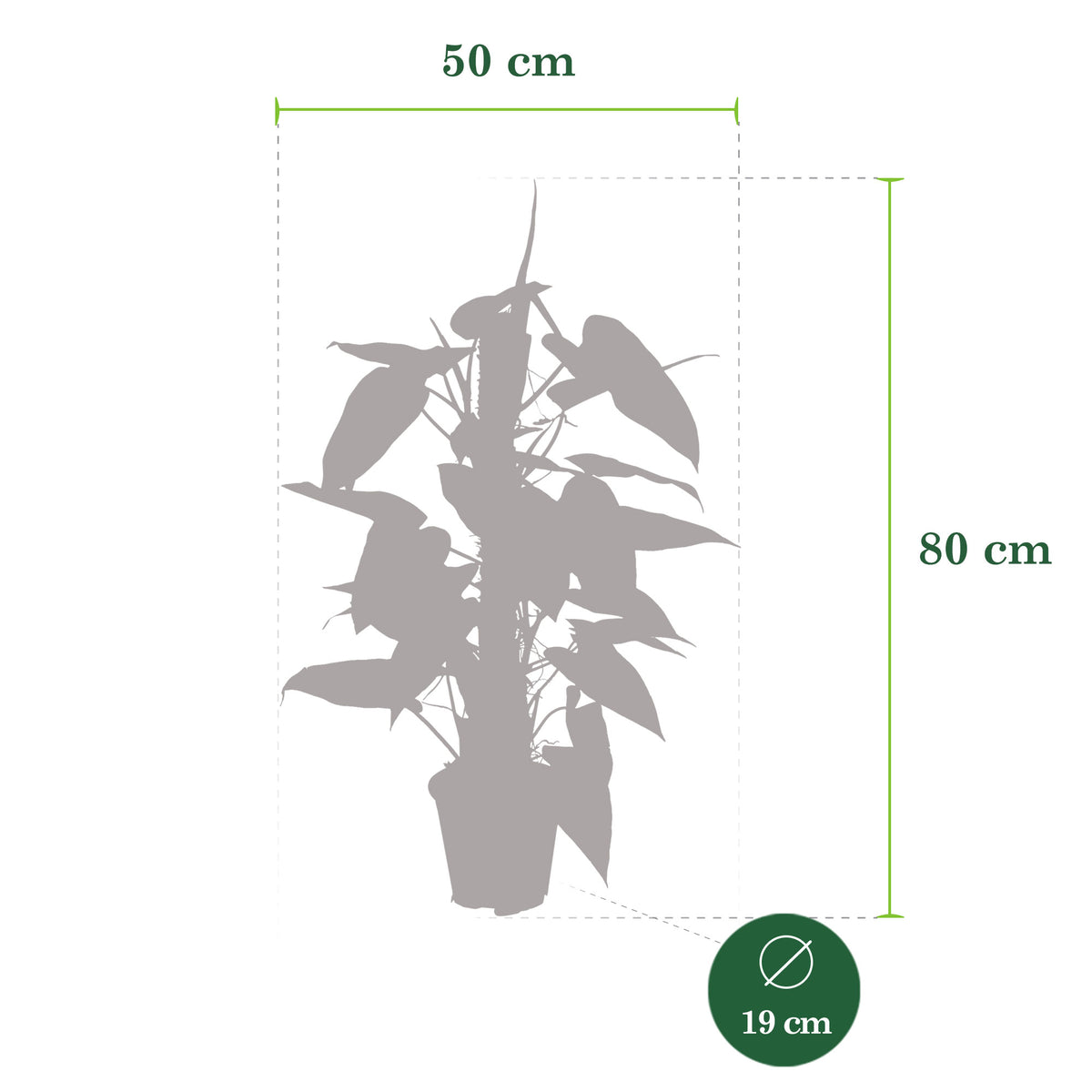 Philodendron 'Red Emerald'