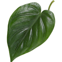 Philodendron scandens incl. moss pole