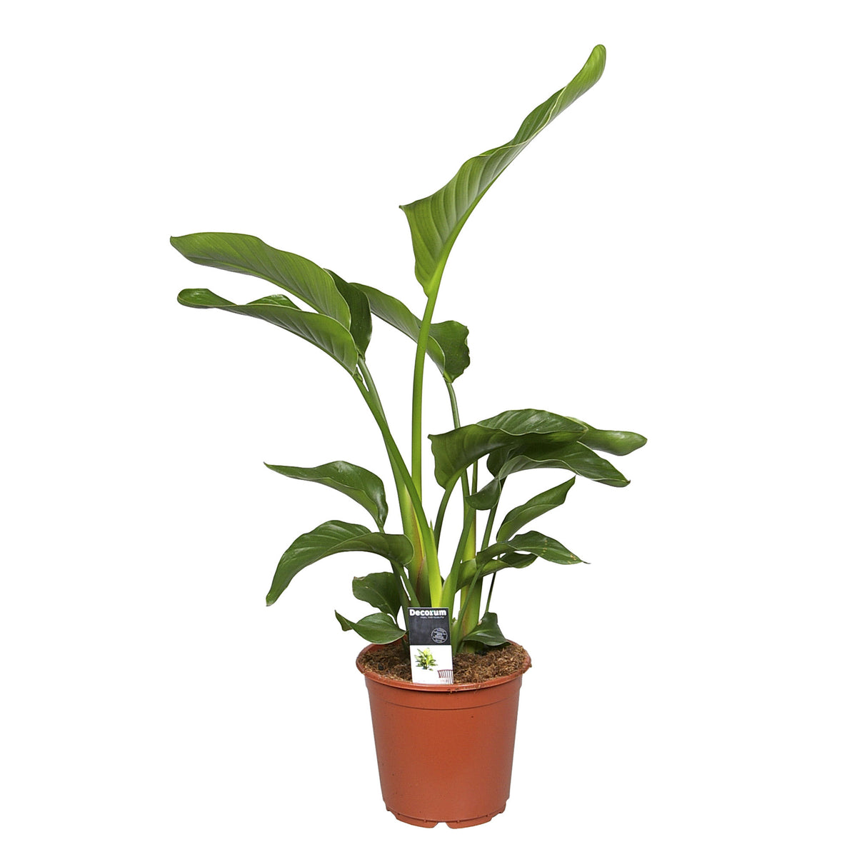 Bird of paradise plant Strelitzia nicolai