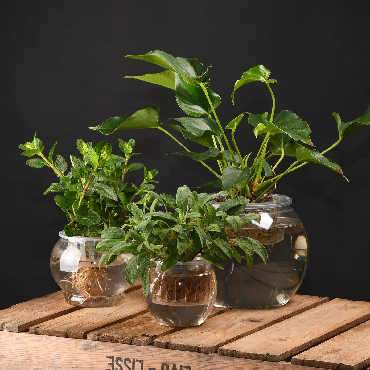 Aquaculture pot Transparent