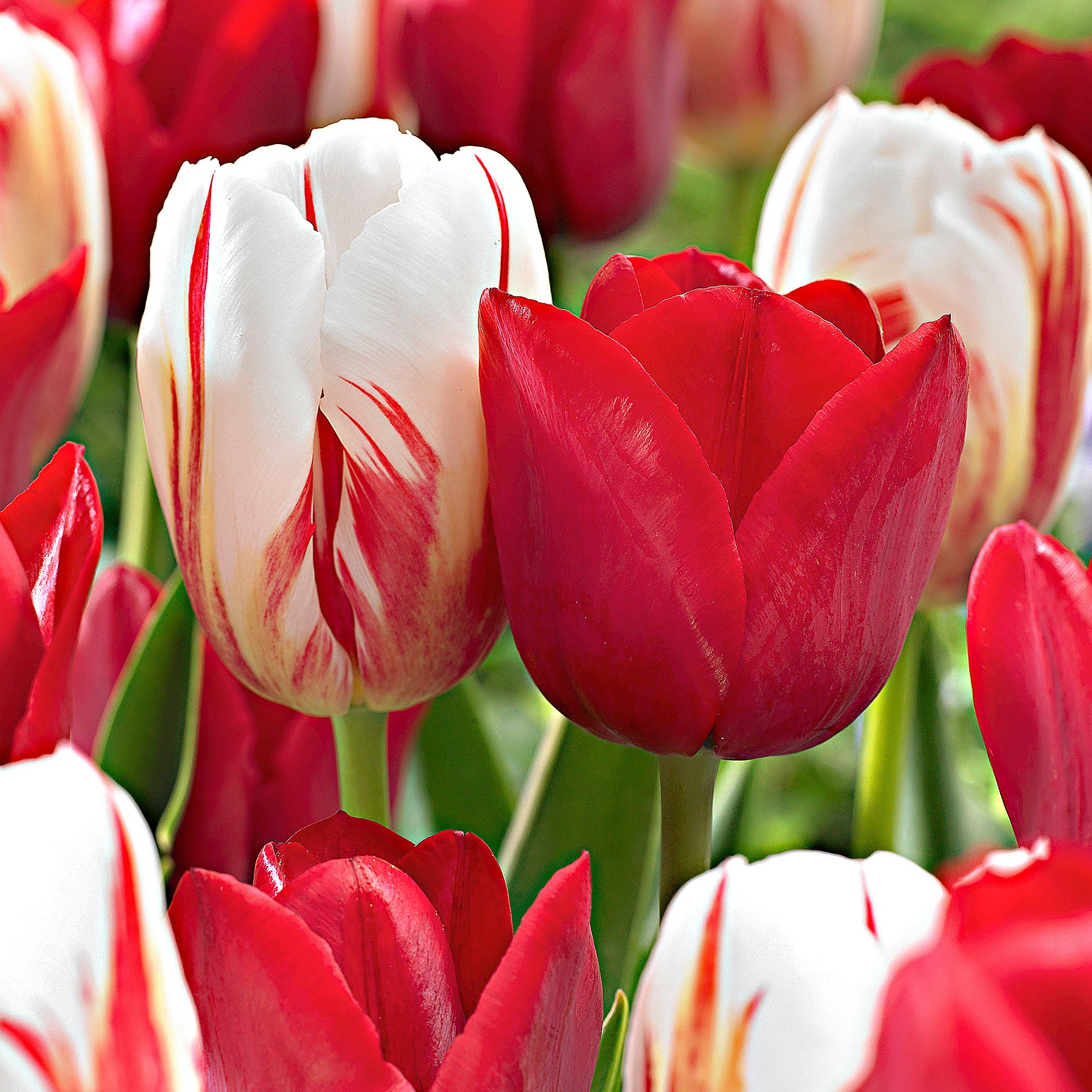 Buy 20x Tulip Mix | Bakker.com