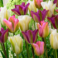 20x Tulips Tulipa - Mix 'Greenland' pink-purple-white
