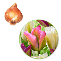 20x Tulips Tulipa - Mix 'Greenland' pink-purple-white