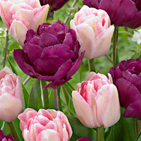 20x Double-Flowered Tulips
