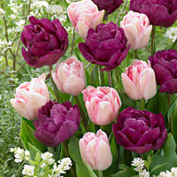 20x Double-Flowered Tulips